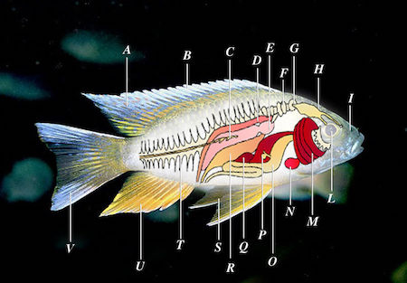 Diagrama de la anatomía de los peces.