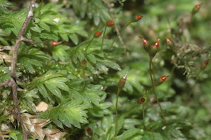 Bryospida