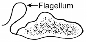 flagelo