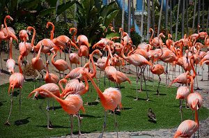 pájaro