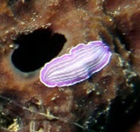 Un pequeño gusano plano a rayas moradas y blancas nada sobre un fondo de coral oscuro