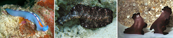 Fotografías de tres especies de gusanos planos.