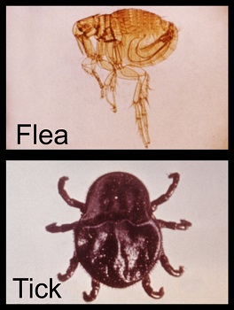 pulgas y garrapatas