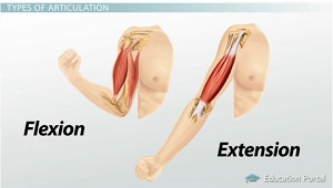 Extensión de flexión de extremidades
