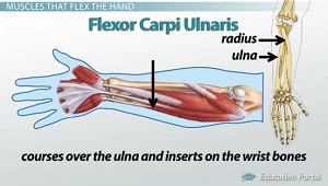 Flexor cubital del carpo