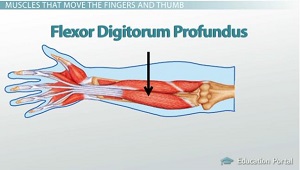Flexor Digitorum Profundus