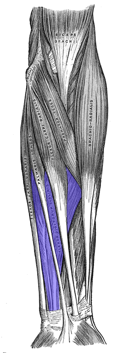 Flexor de los dedos superficiales