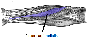 flexor radial del carpo