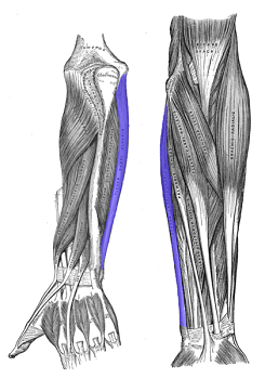 músculo flexor
