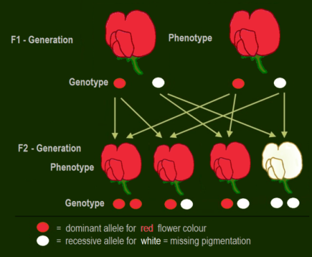 Se cruzan dos flores rojas heterocigóticas. Todos los descendientes con al menos 1 alelo rojo son rojos. Los otros son blancos.