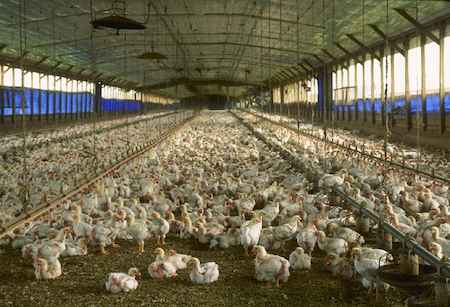Pollos en un gallinero.