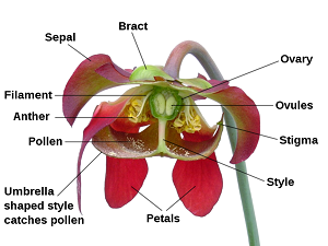 Una flor, con sus partes etiquetadas.