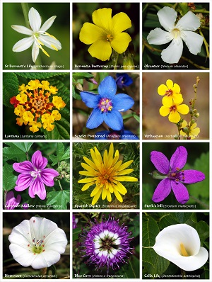Angiospermas