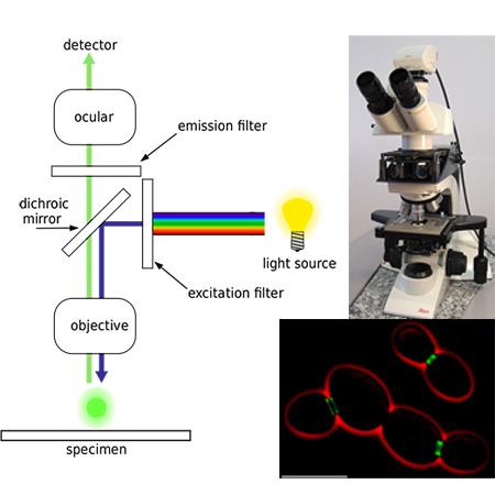Ilustración de la función del microscopio de fluorescencia, imagen del microscopio y ejemplo de muestra.