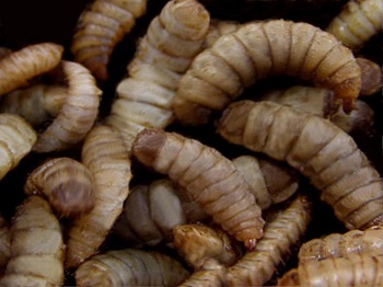 larvas de mosca