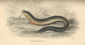 Anguila electrica