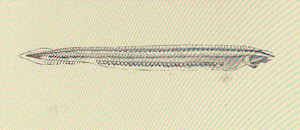 lanceleta 