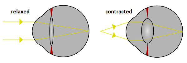 acomodación ocular