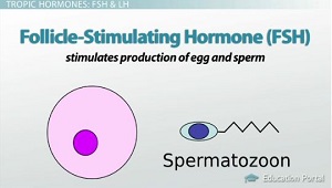 Hormona estimuladora folicular