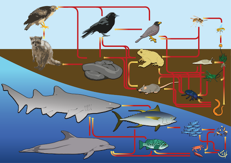 Una ilustración de las redes alimentarias de los ecosistemas marinos y terrestres.
