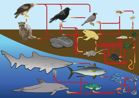 Fuente: https://commons.wikimedia.org/wiki/File:Food_web_diagram.svg