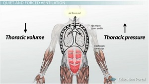 Diagrama del cuerpo de ventilación forzada