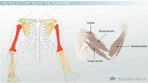 Músculos del antebrazo