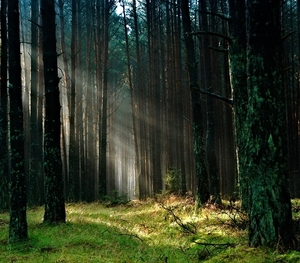 Microclima forestal