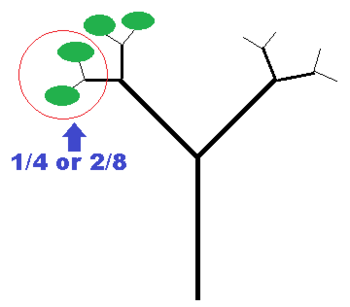 Árbol de fracciones
