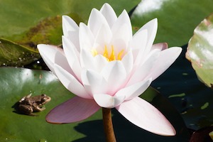 lirio de agua