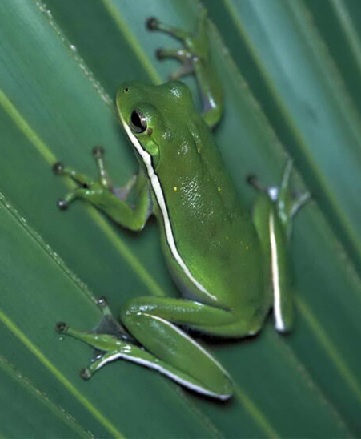 Una rana arborícola verde aferrada a una hoja.