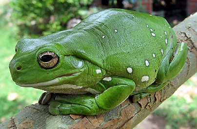 Una rana verde gordita con algunas manchas blanquecinas sentada en una rama.