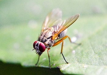 Mosca de la fruta