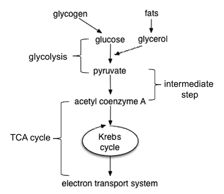Diagrama de flujo de la respiración celular.