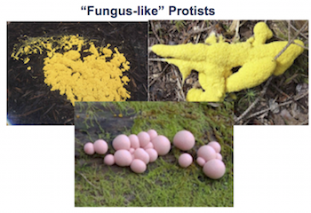 Protistas similares a hongos