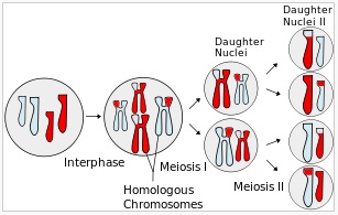 Imagen de descripción general de la meiosis