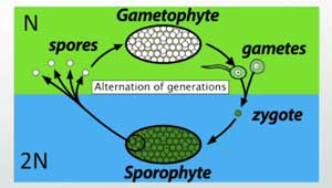 Ciclo de gametofito a esporofito