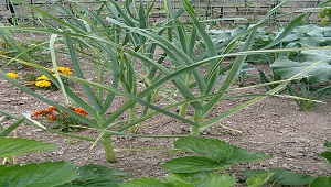 Una imagen de plantas de ajo.
