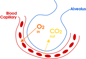 el intercambio de gases