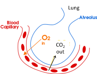 El intercambio de gases