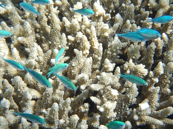 GBR