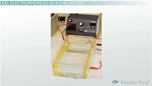 Imagen de electroforesis en gel