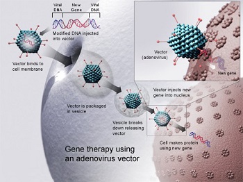 La terapia genética suele introducir genes mediante virus.