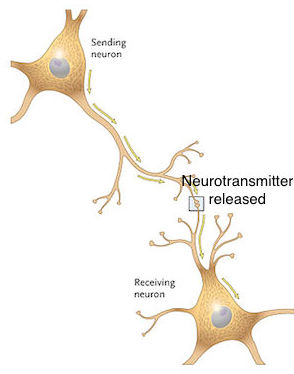 neurotransmisor
