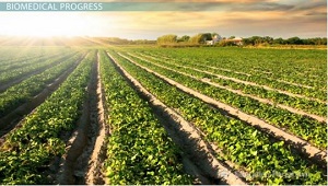 La ingeniería genética de los alimentos ha aumentado la capacidad de carga humana