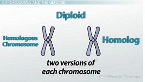 Cromosoma homólogo
