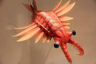 Reconstrucción de anomalocaris