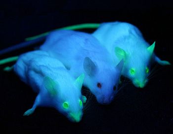 Fotografía de ratones brillantes modificados genéticamente.