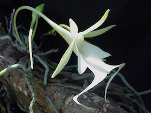 orquídea fantasma