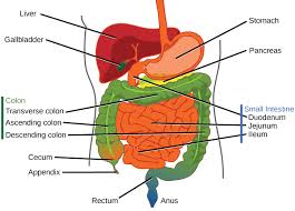 Tracto gastrointestinal